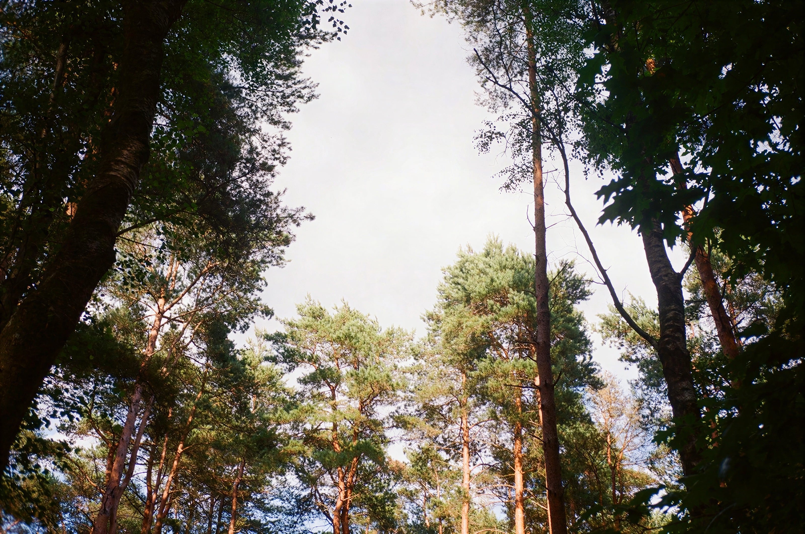 Looking up at tall pines against a pale sky