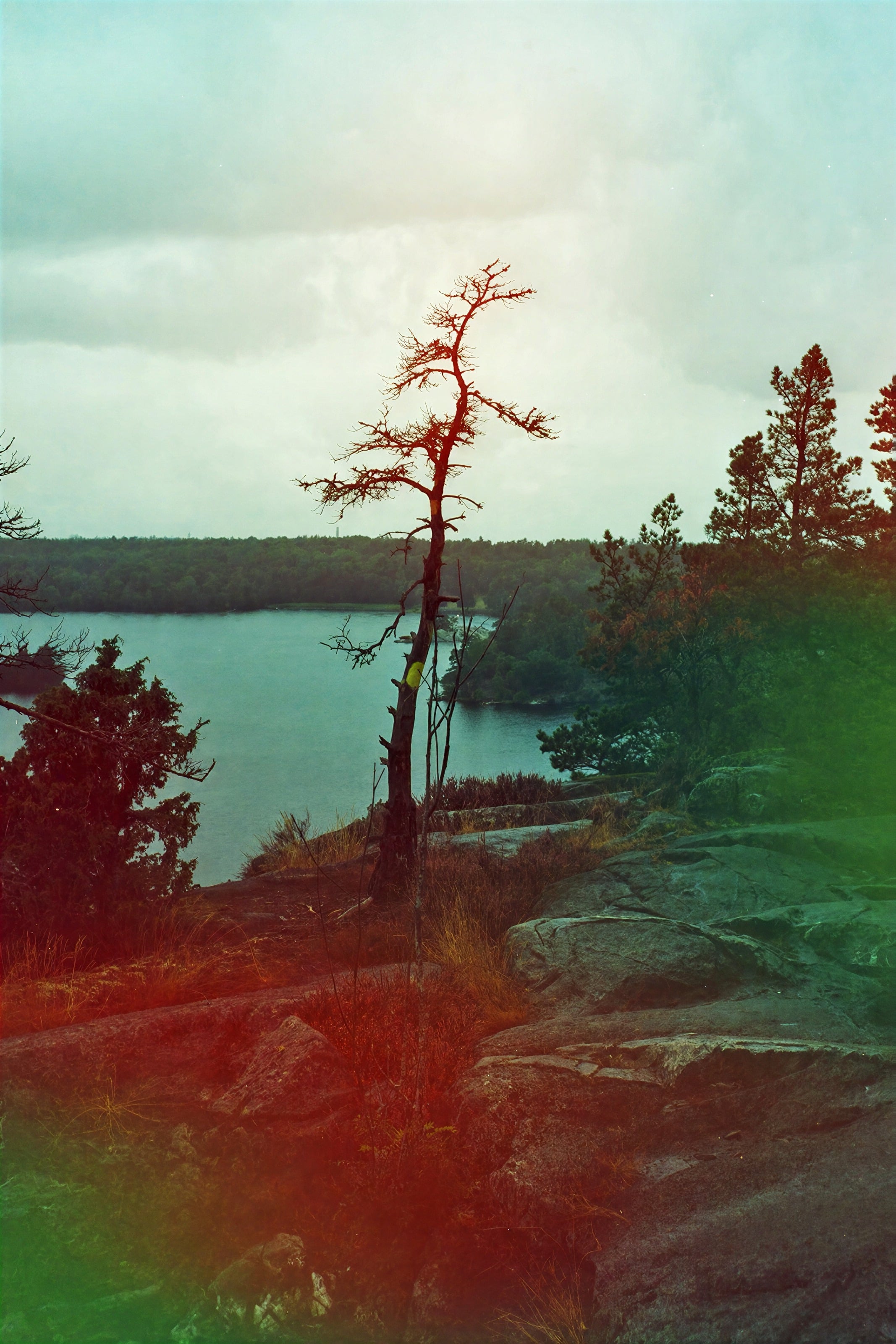 A lone pine on a rocky shore above a Swedish lake