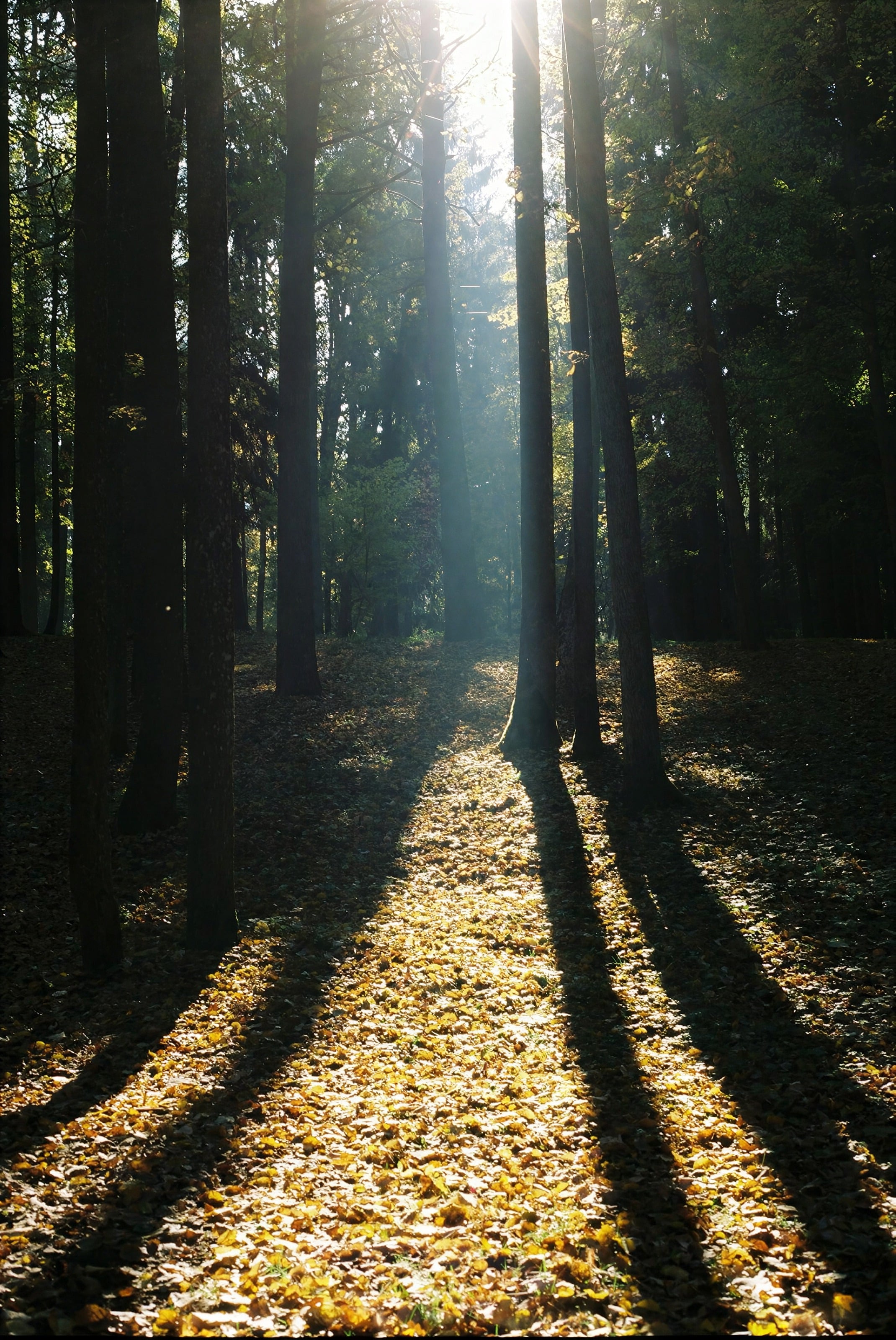 Sunlight falling through tall pines onto a forest path